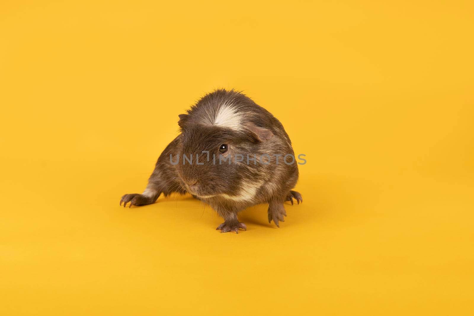 Brown and yellow adult guinea pig seen from the front in a yellow background by LeoniekvanderVliet