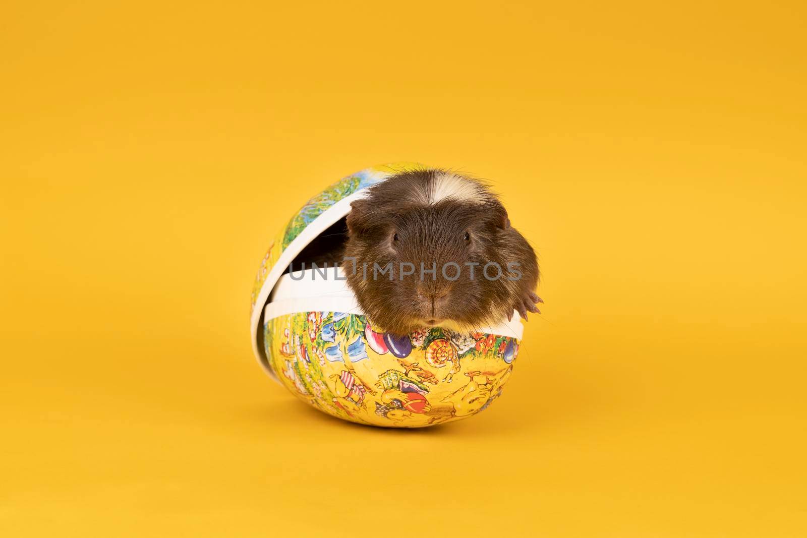 Portrait of a Brown and yellow adult guinea pig sitting in an egg shaped box with easter decorations in a yellow background