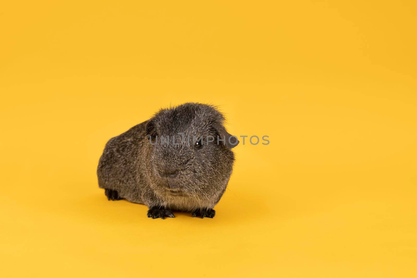 Portrait of a Little grey adult guinea pig in a yellow background