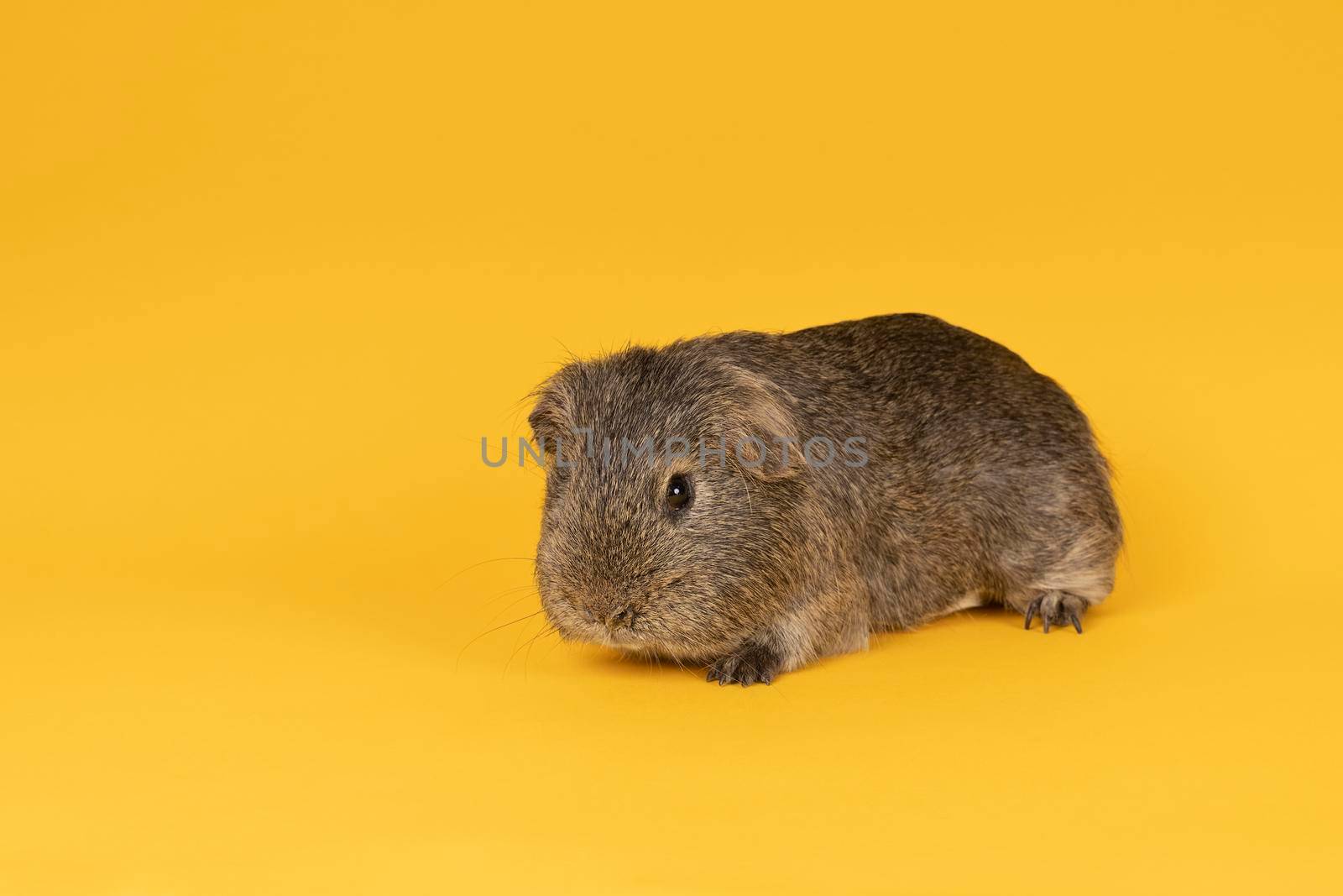 Portrait of a Little grey adult guinea pig in a yellow background