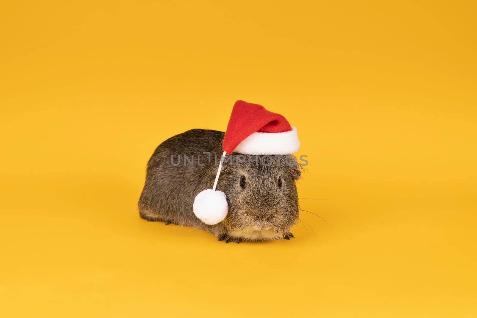 Portrait of a Little grey adult guinea pig wearing a christmas hat looking like santa claus in a yellow background