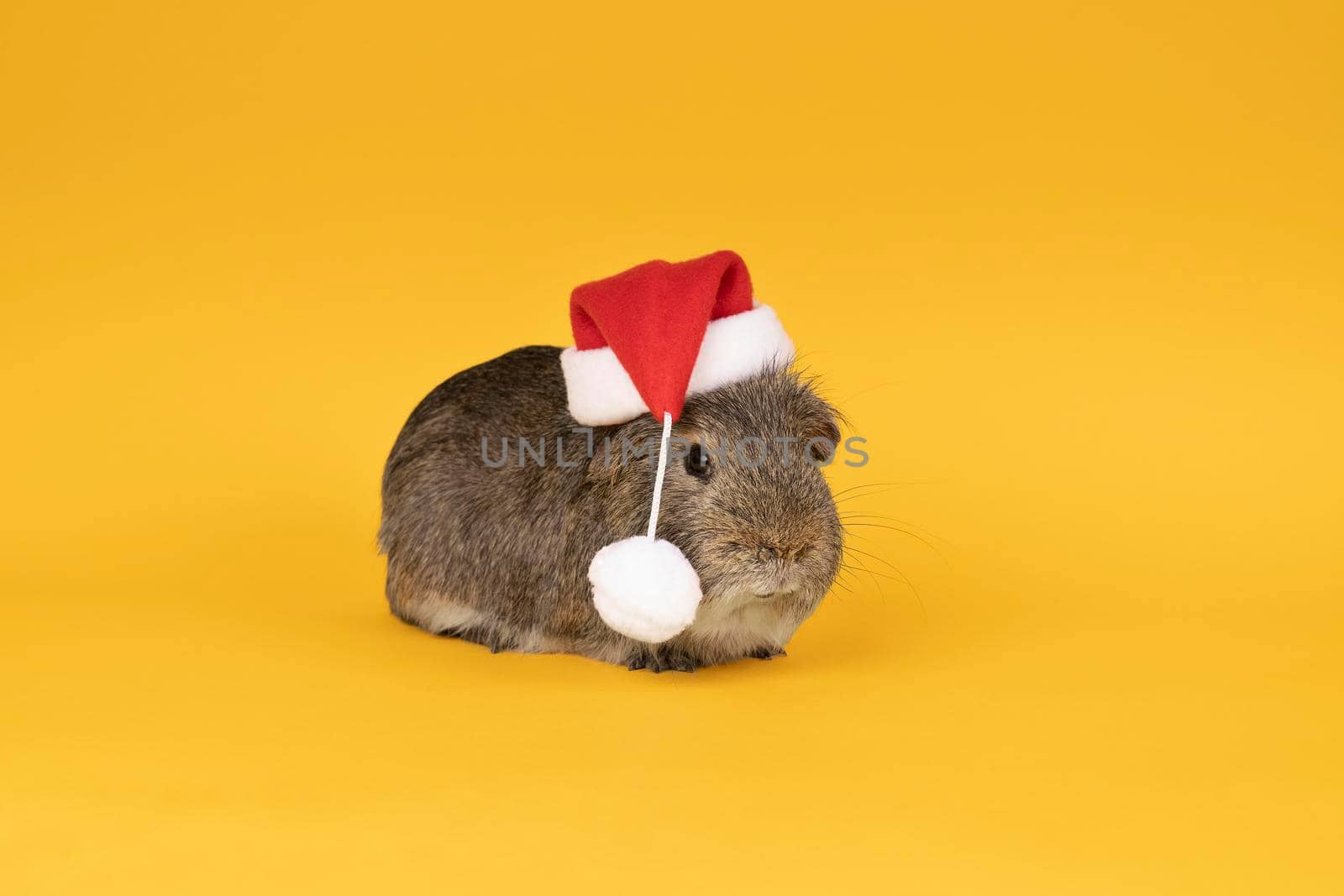 Little grey adult guinea pig wearing a christmas hat looking like santa claus in a yellow background by LeoniekvanderVliet