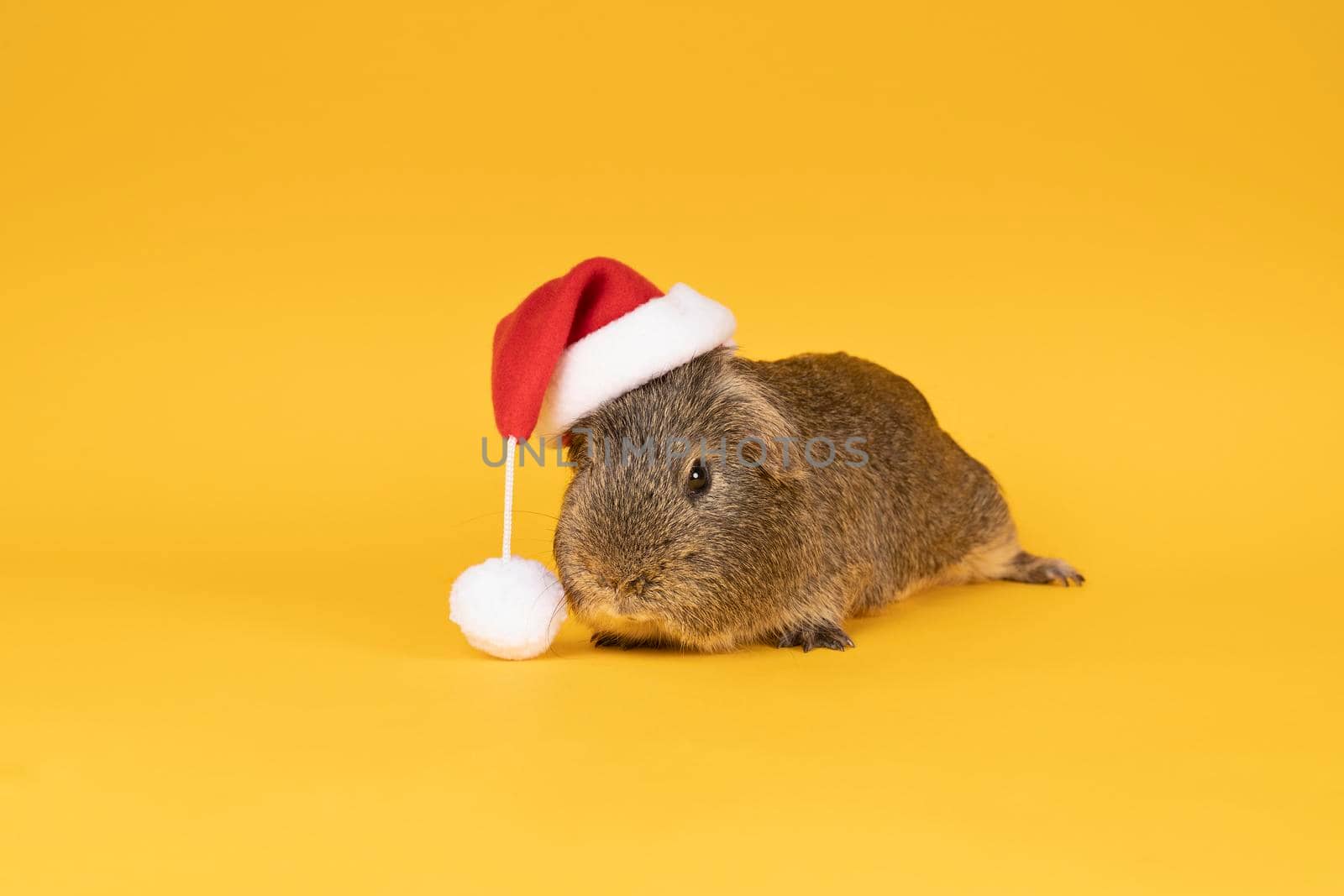Portrait of a Little grey adult guinea pig wearing a christmas hat looking like santa claus in a yellow background