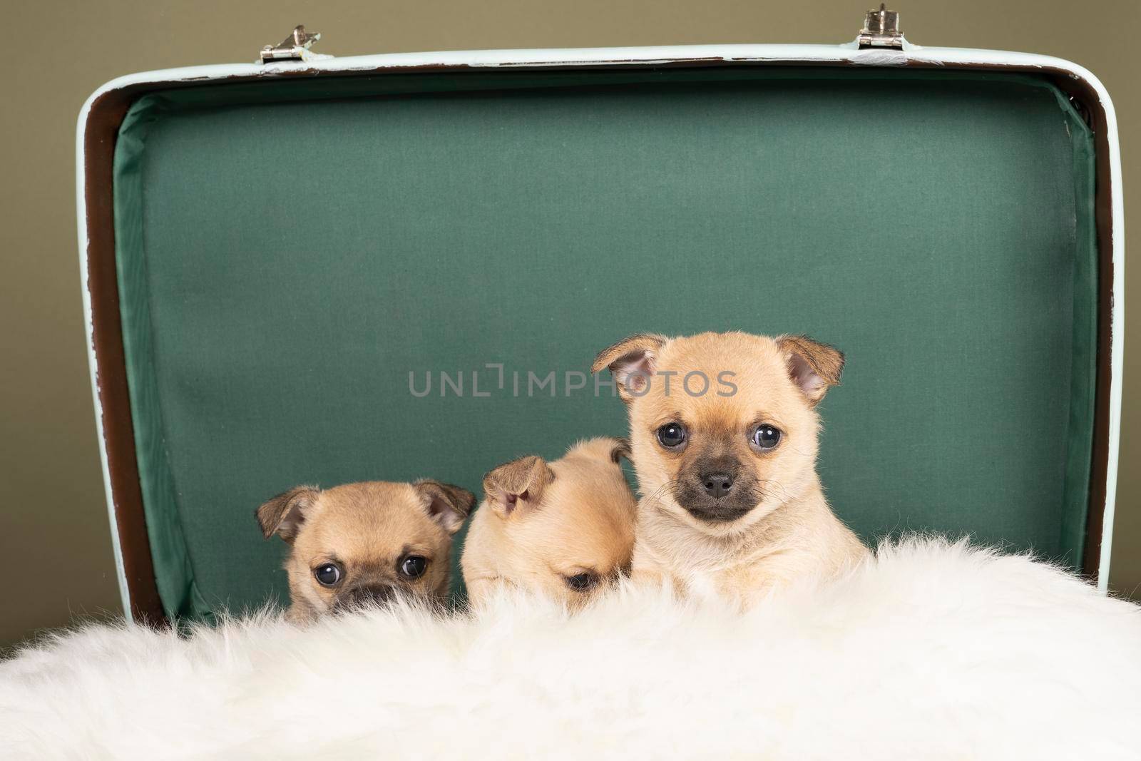 Three cute little Chihuahua puppies side to side on a white fur in a green suitcase with a green background