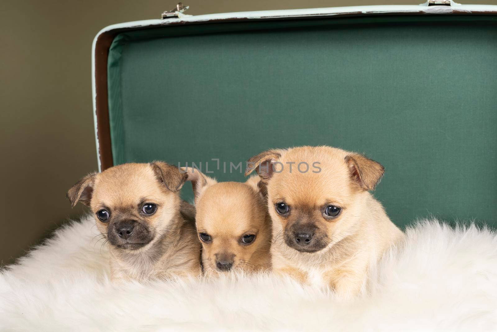 Three cute little Chihuahua puppies on a white fur in a green suitcase with a green background by LeoniekvanderVliet