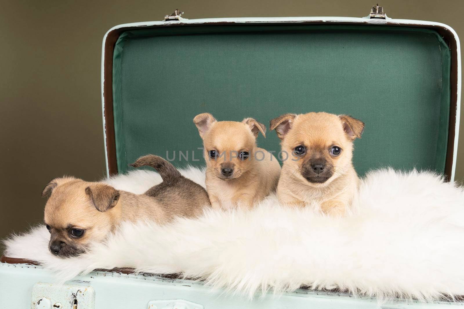 Three cute little Chihuahua puppies on a white fur in a green suitcase with a green background by LeoniekvanderVliet