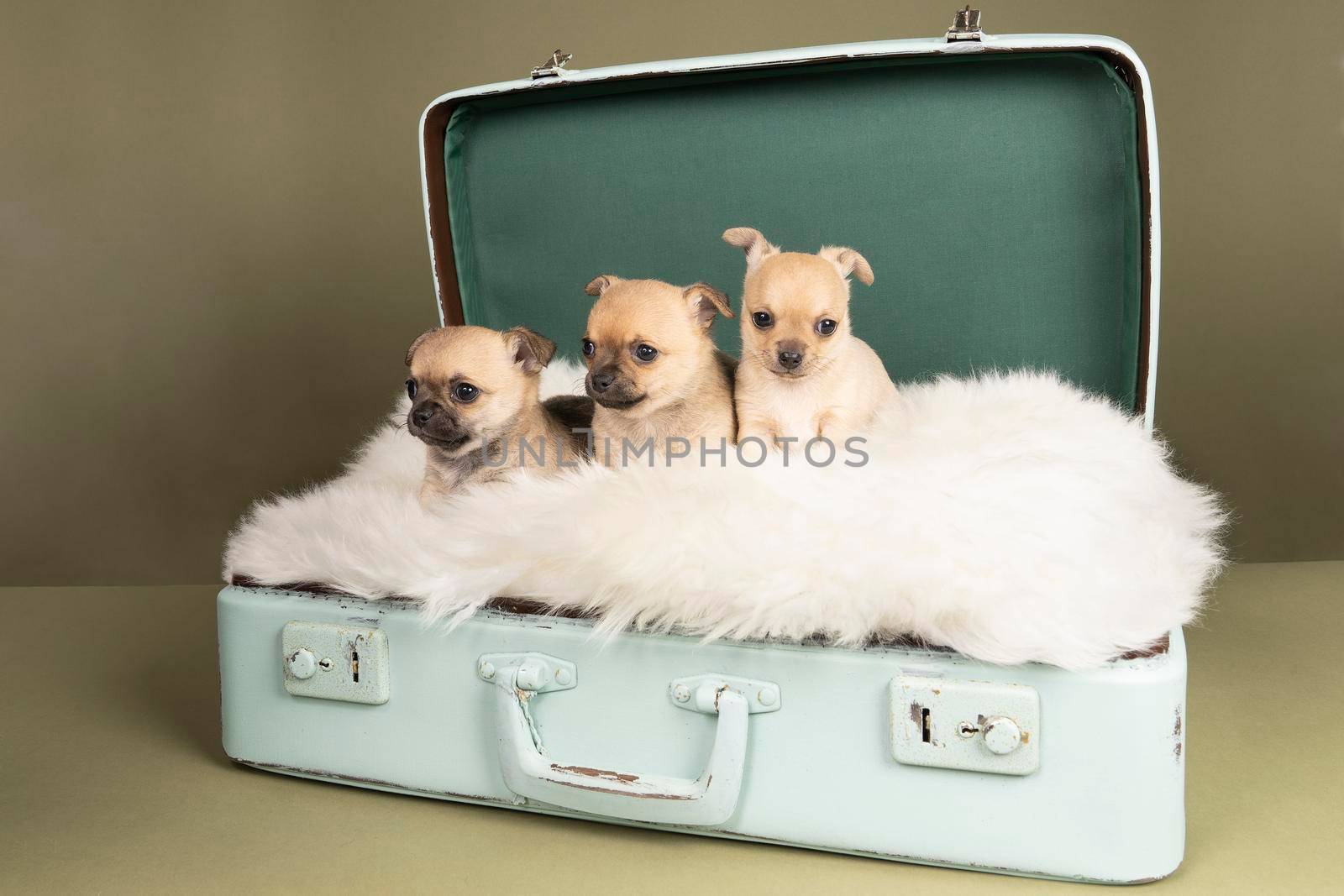 Three cute little Chihuahua puppies side to side on a white fur in a green suitcase with a green background