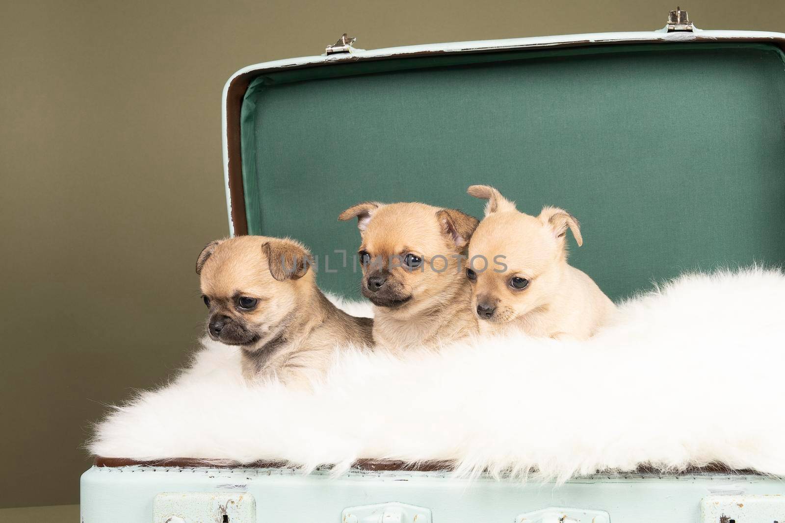 Three cute little Chihuahua puppies side to side on a white fur in a green suitcase with a green background