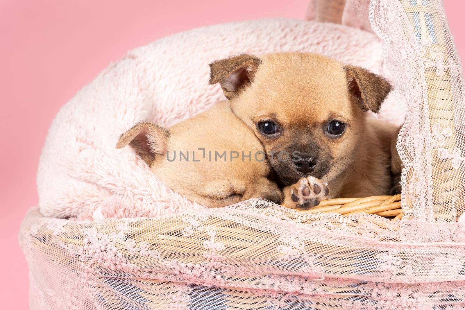 Two cute little Chihuahua puppies sleeping on a pink fur in a pink lace basket with a pink background by LeoniekvanderVliet