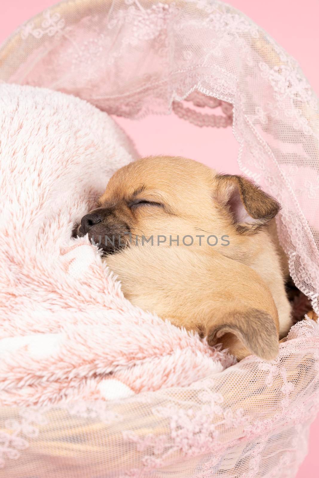 Two cute little Chihuahua puppies sleeping on a pink fur in a pink lace basket with a pink background by LeoniekvanderVliet