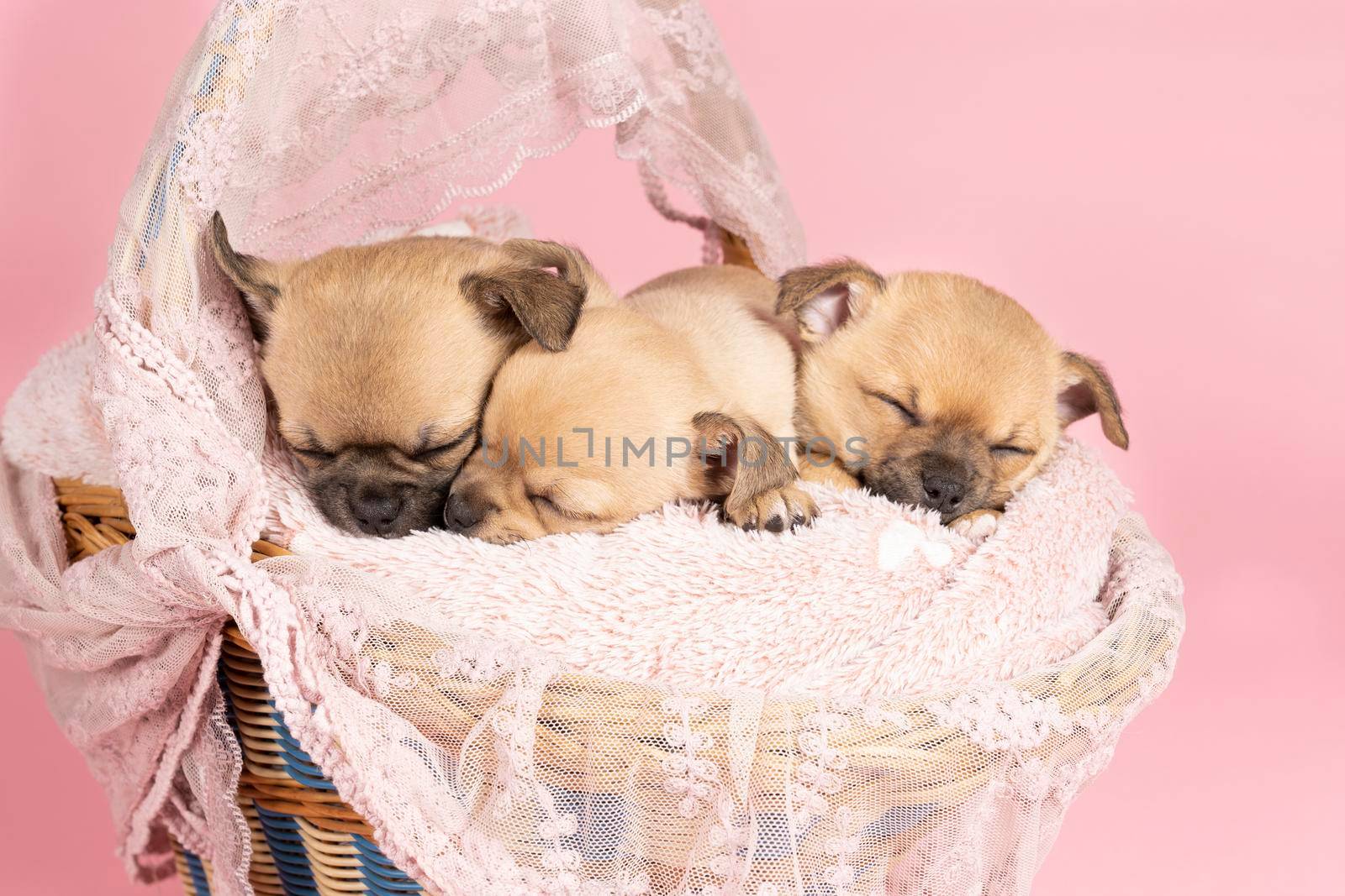 Three cute little Chihuahua puppies sleeping on a pink fur in a pink lace basket with a pink background by LeoniekvanderVliet