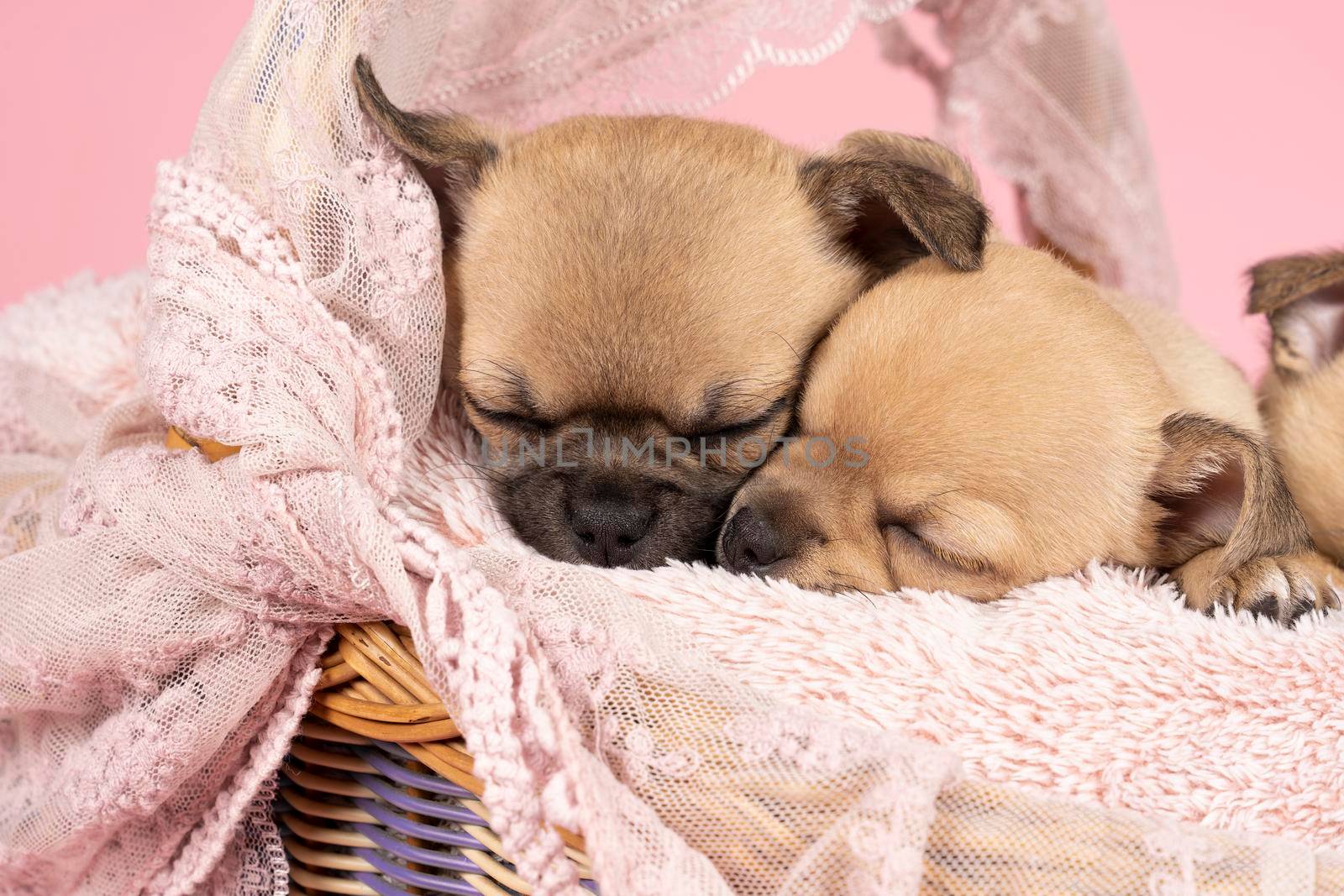 Two cute little Chihuahua puppies sleeping on a pink fur in a pink lace basket with pink background