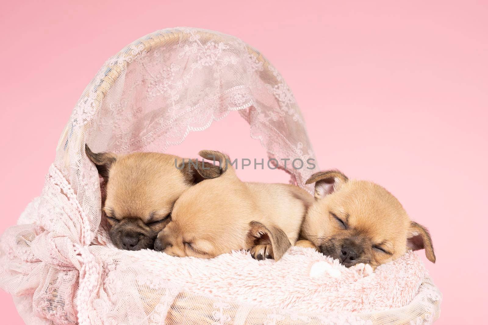 Three cute little Chihuahua puppies sleeping on a pink fur in a pink lace basket with pink background