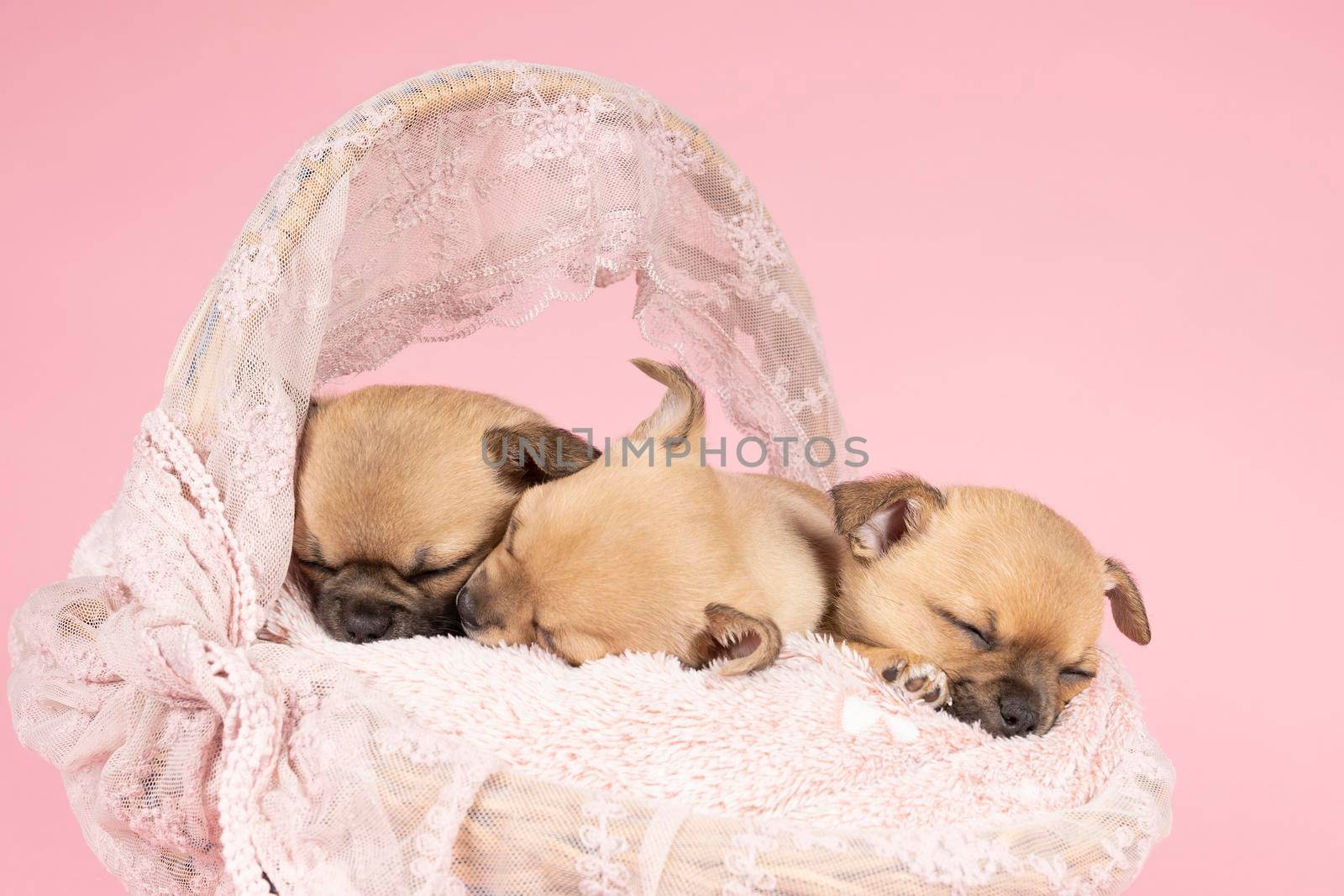 Three cute little Chihuahua puppies sleeping on a pink fur in a pink lace basket with pink background