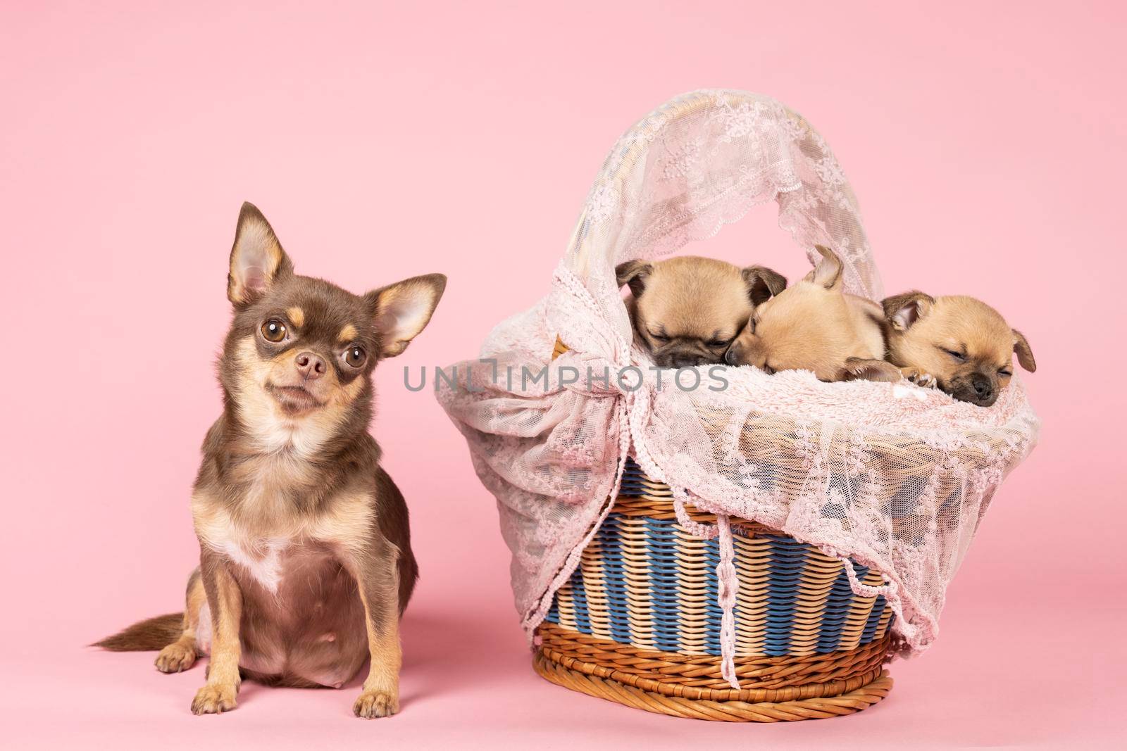 Proud chihuahua mother next to a basket with her three puppies in a pink background by LeoniekvanderVliet