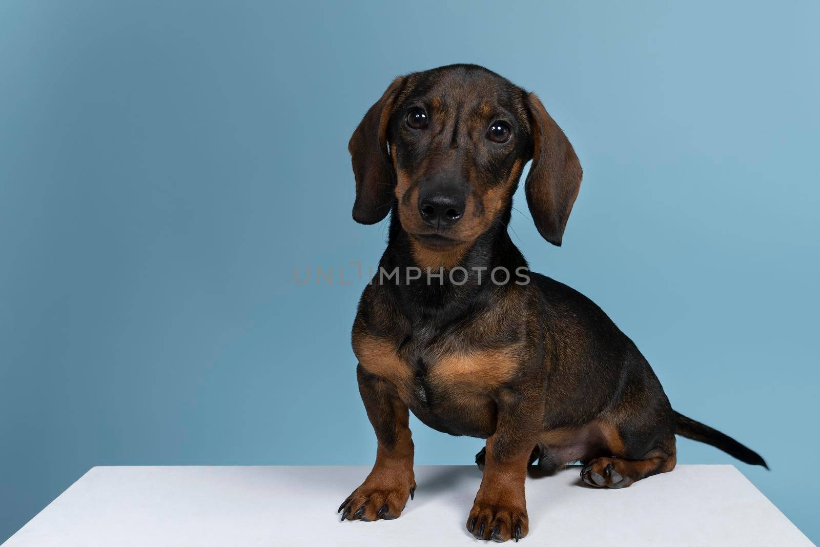 Closeup of a bi-colored wire-haired Dachshund dog isolated on a blue background