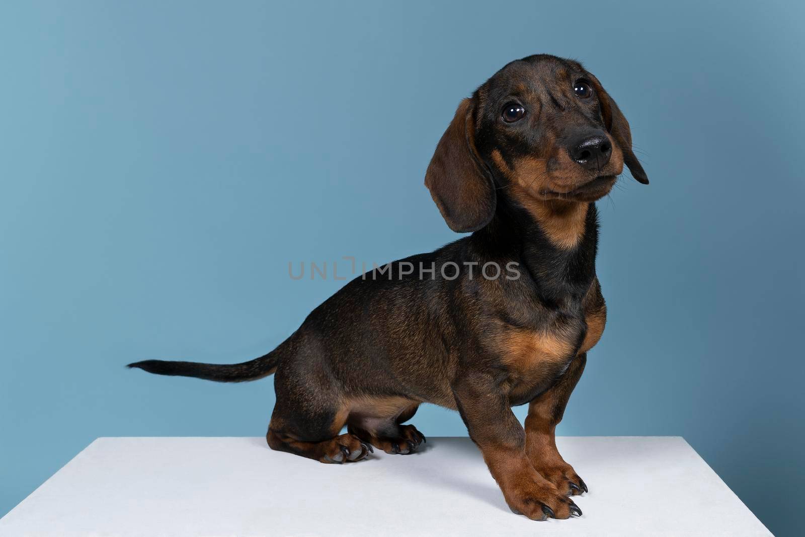 Closeup of a bi-colored wire-haired Dachshund dog isolated on a blue background