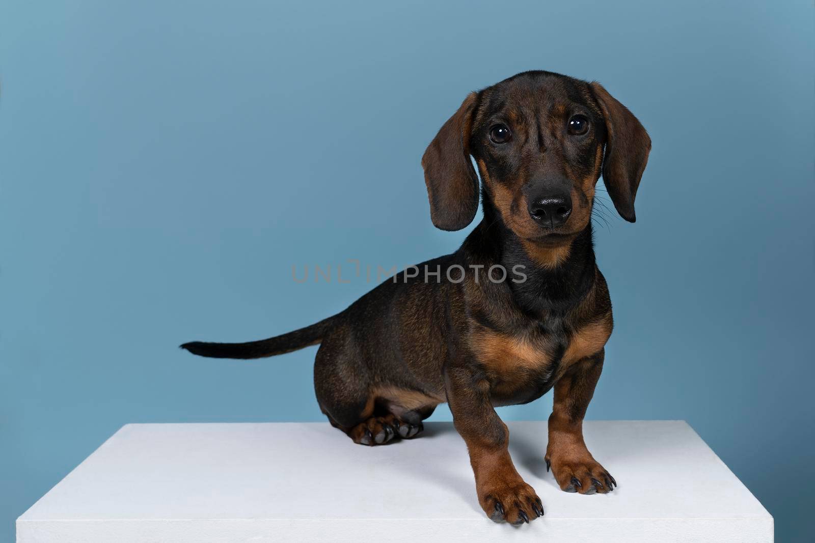 Closeup of a bi-colored wire-haired Dachshund dog isolated on a blue background