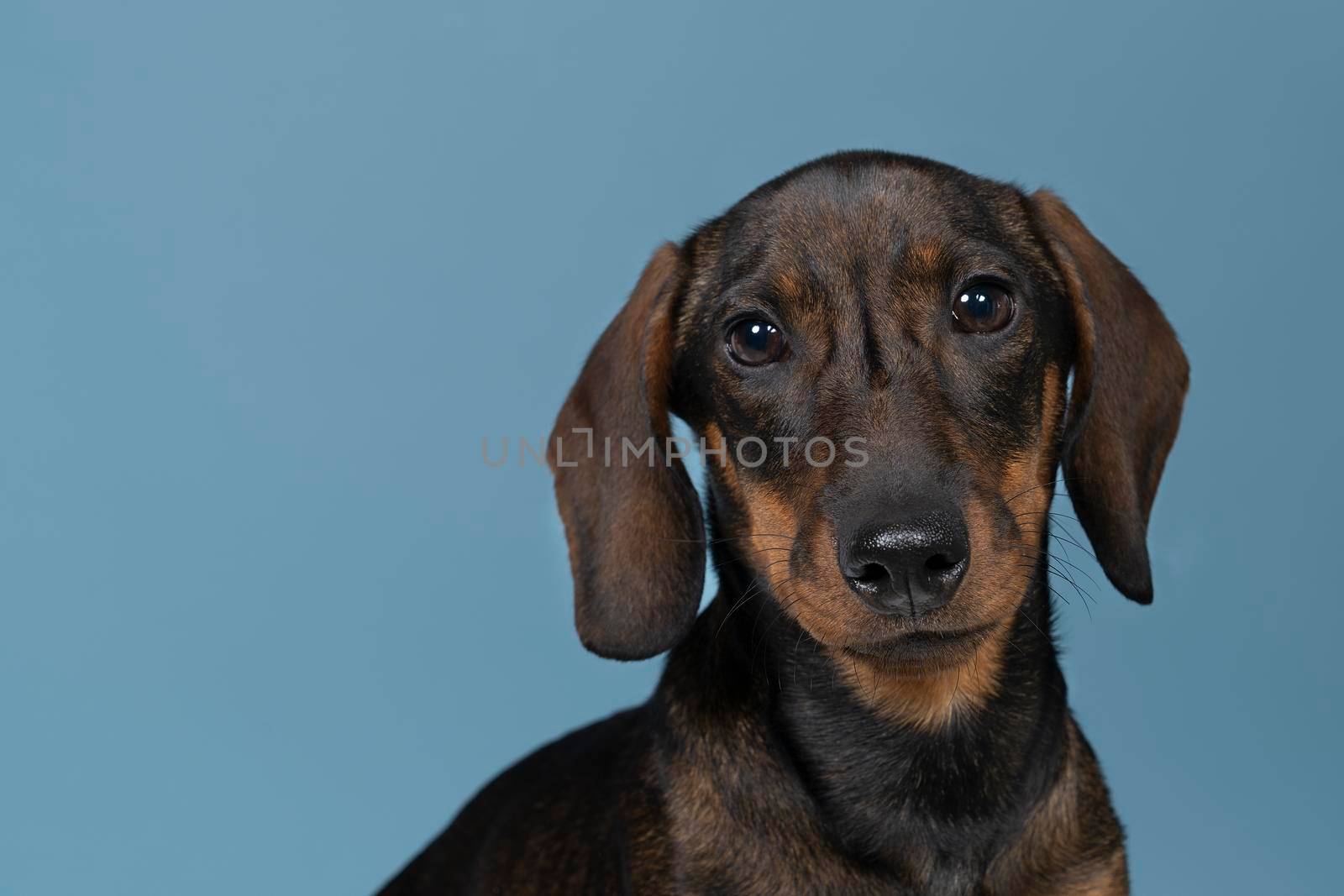 Closeup of a bi-colored wire-haired Dachshund dog isolated on a blue background by LeoniekvanderVliet