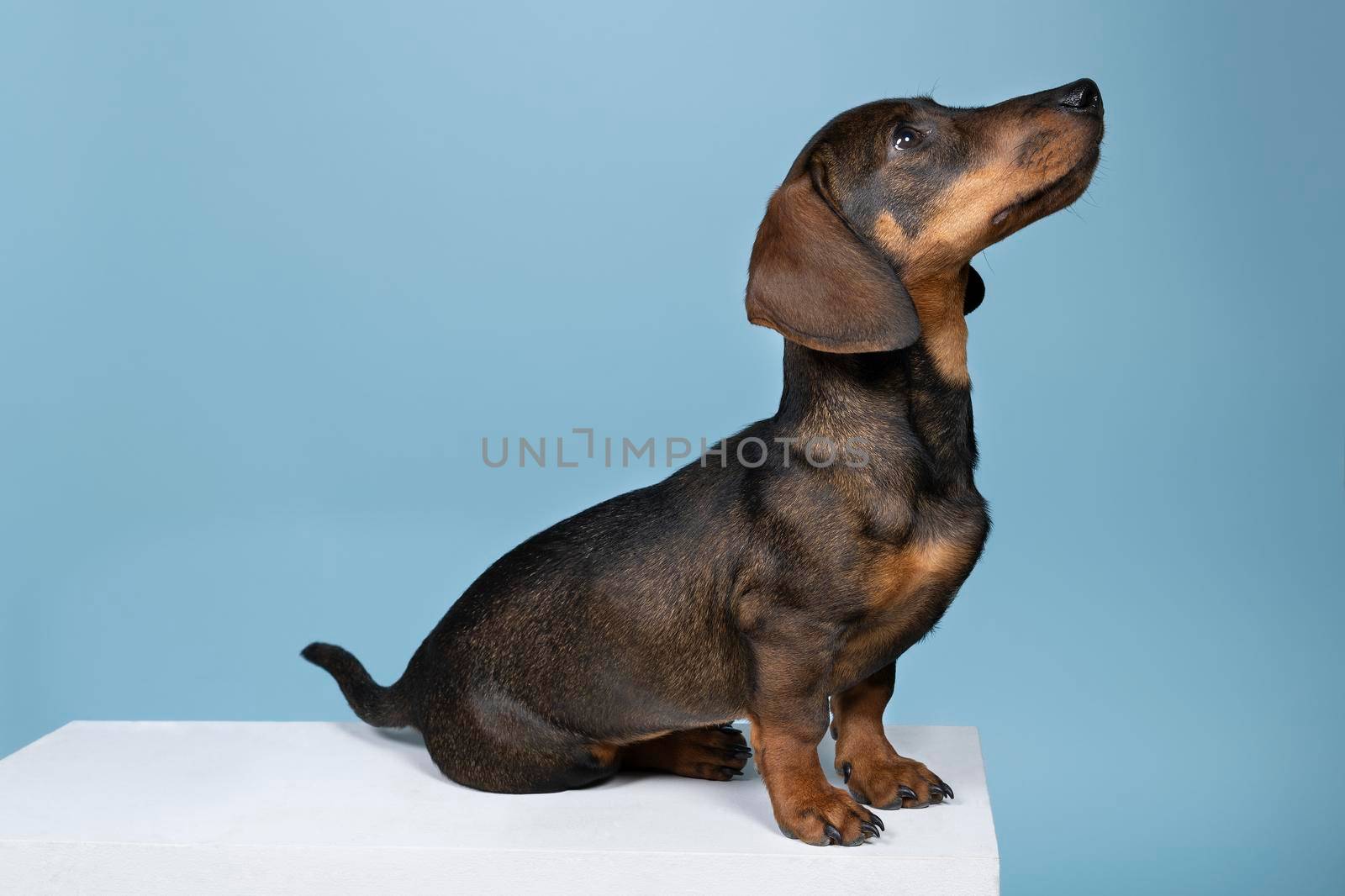 Closeup of a bi-colored wire-haired Dachshund dog isolated on a blue background