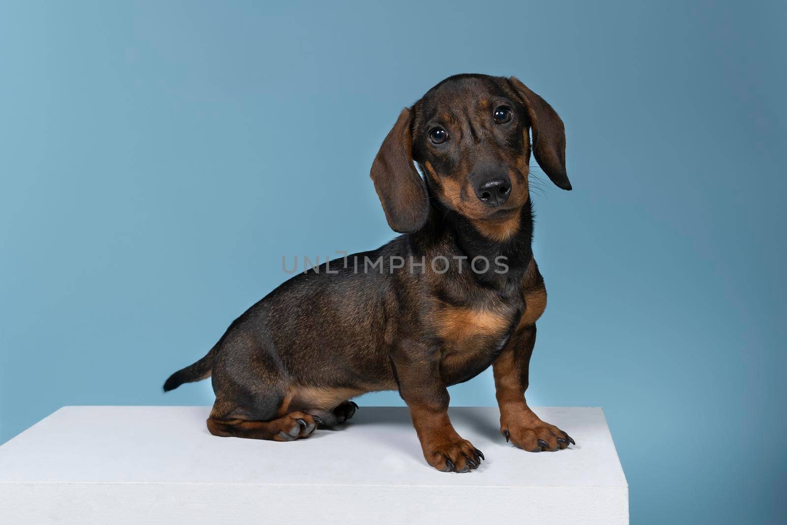 Closeup of a bi-colored wire-haired Dachshund dog isolated on a blue background by LeoniekvanderVliet