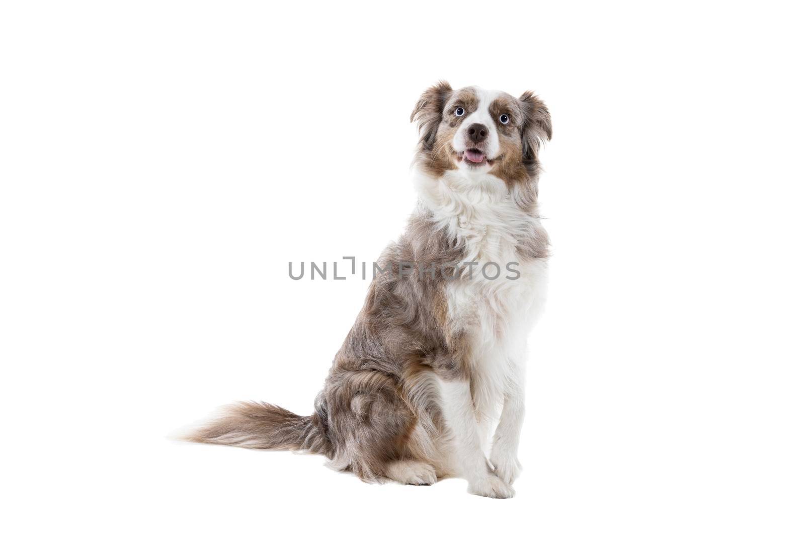 Brown and white Australian Shepherd dog sitting isolated in white background  looking up and giving paw by LeoniekvanderVliet