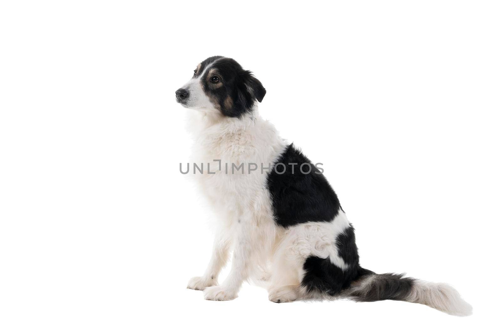 Black and white Australian Shepherd dog sitting isolated in white background  looking aside by LeoniekvanderVliet