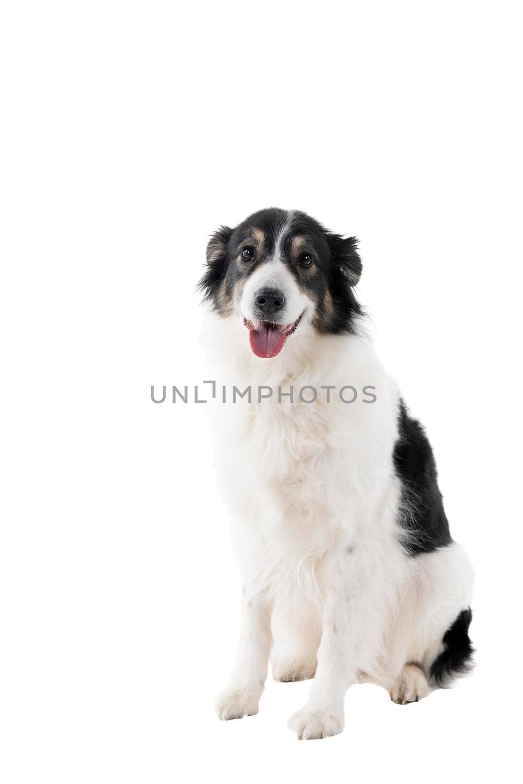 a Black and white Australian Shepherd dog sitting isolated in white background  looking front view by LeoniekvanderVliet