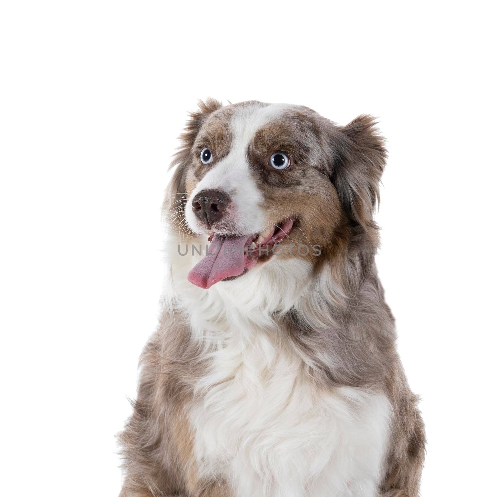 Portrait of a brown and white Australian Shepherd dog sitting isolated in white background  looking aside by LeoniekvanderVliet