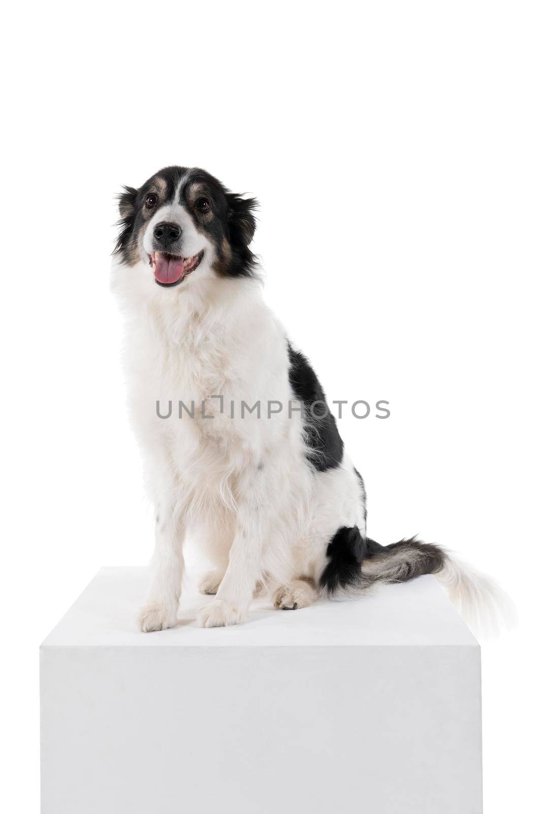 a Black and white Australian Shepherd dog sitting isolated in white background  looking front view by LeoniekvanderVliet