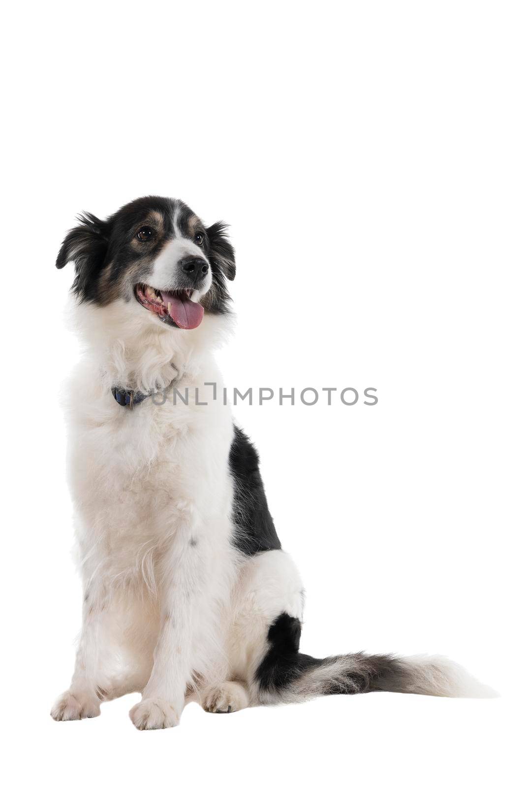 a Black and white Australian Shepherd dog sitting isolated in white background  looking front view by LeoniekvanderVliet