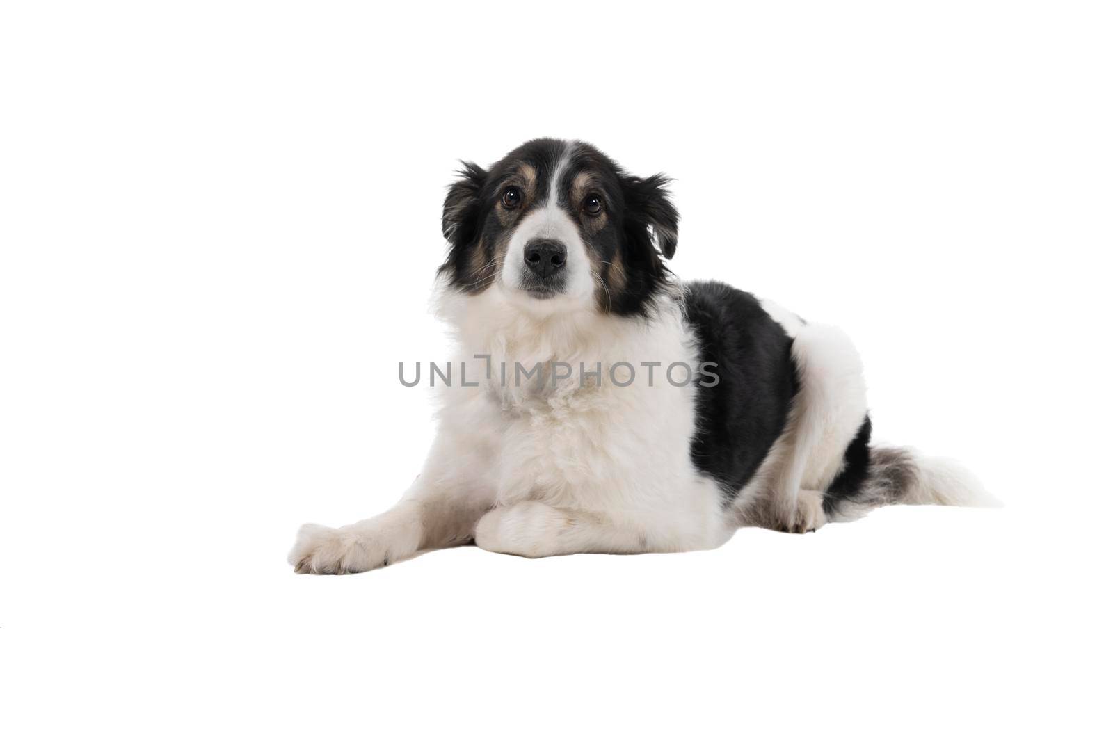 Black and white Australian Shepherd dog lying isolated in white background  looking at the camera by LeoniekvanderVliet