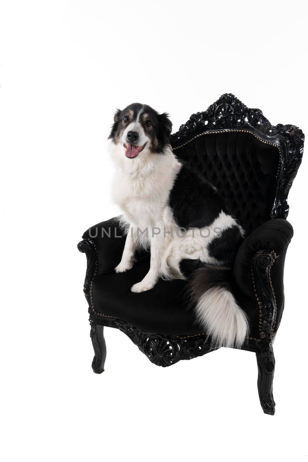 Black and white Australian Shepherd dog sitting in a baroque armchair isolated in white background  looking at the camera by LeoniekvanderVliet