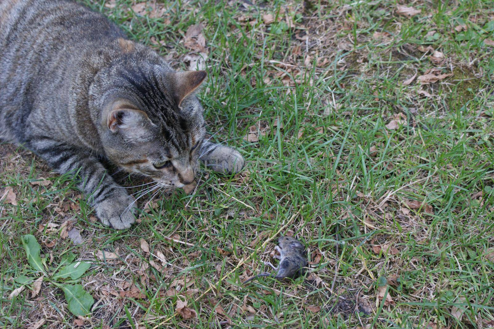 Grey tabby cat hunting and killing a little grey mouse in the grass seen from above