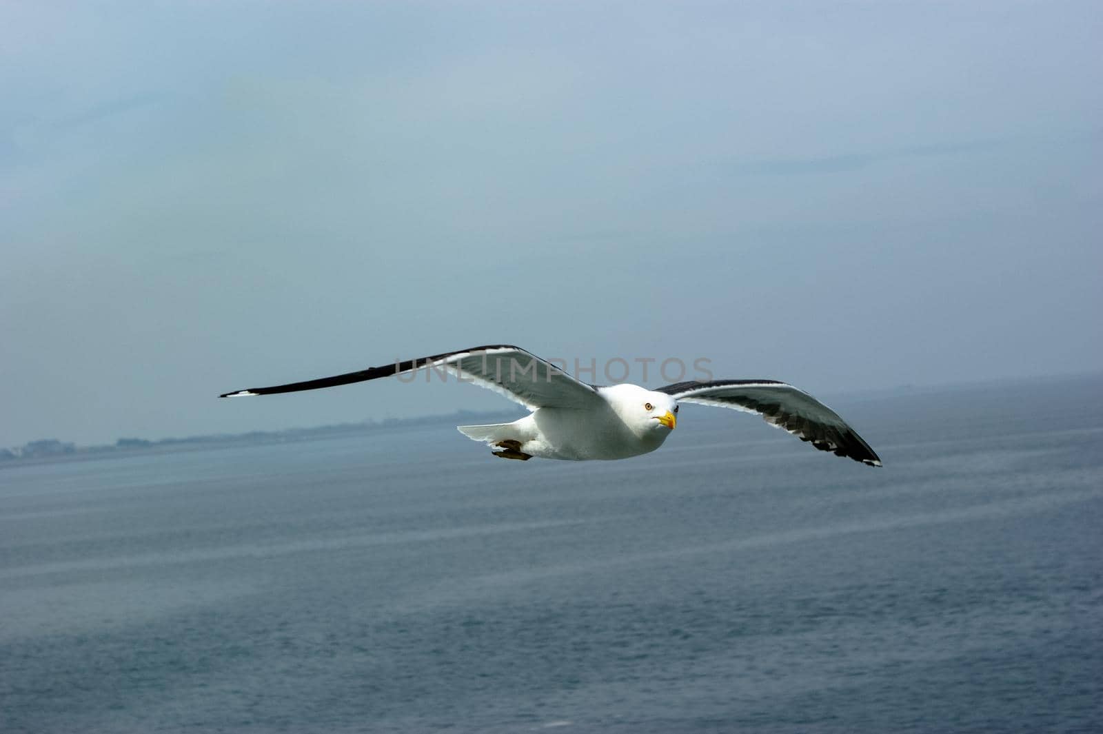 Large seagull ( Larus argentatus ) flying in the sky above sea looking ath the camera sailing by with land in the distance by LeoniekvanderVliet