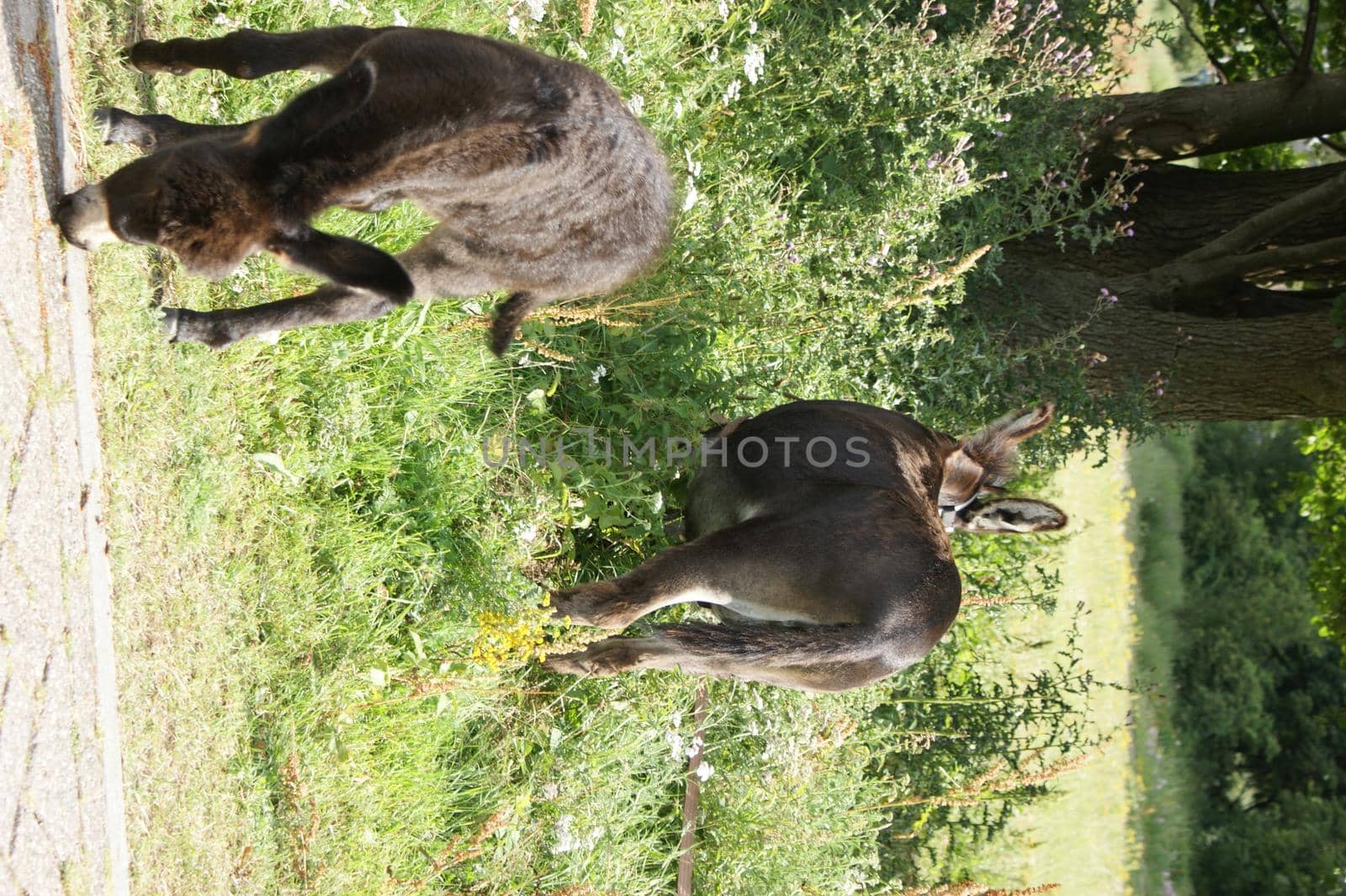 Two donkeys, mother and child, grazing under the trees in a bushy grassland in the sun paying no attention