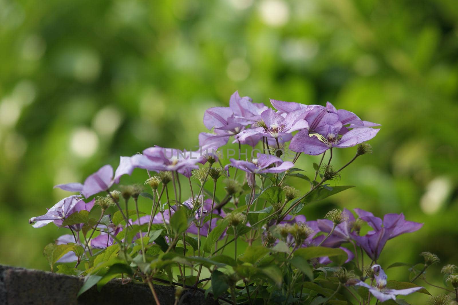 Close up of a blloming lilac or purple bicolor clematis with a green background with bokeh in the sun in summer