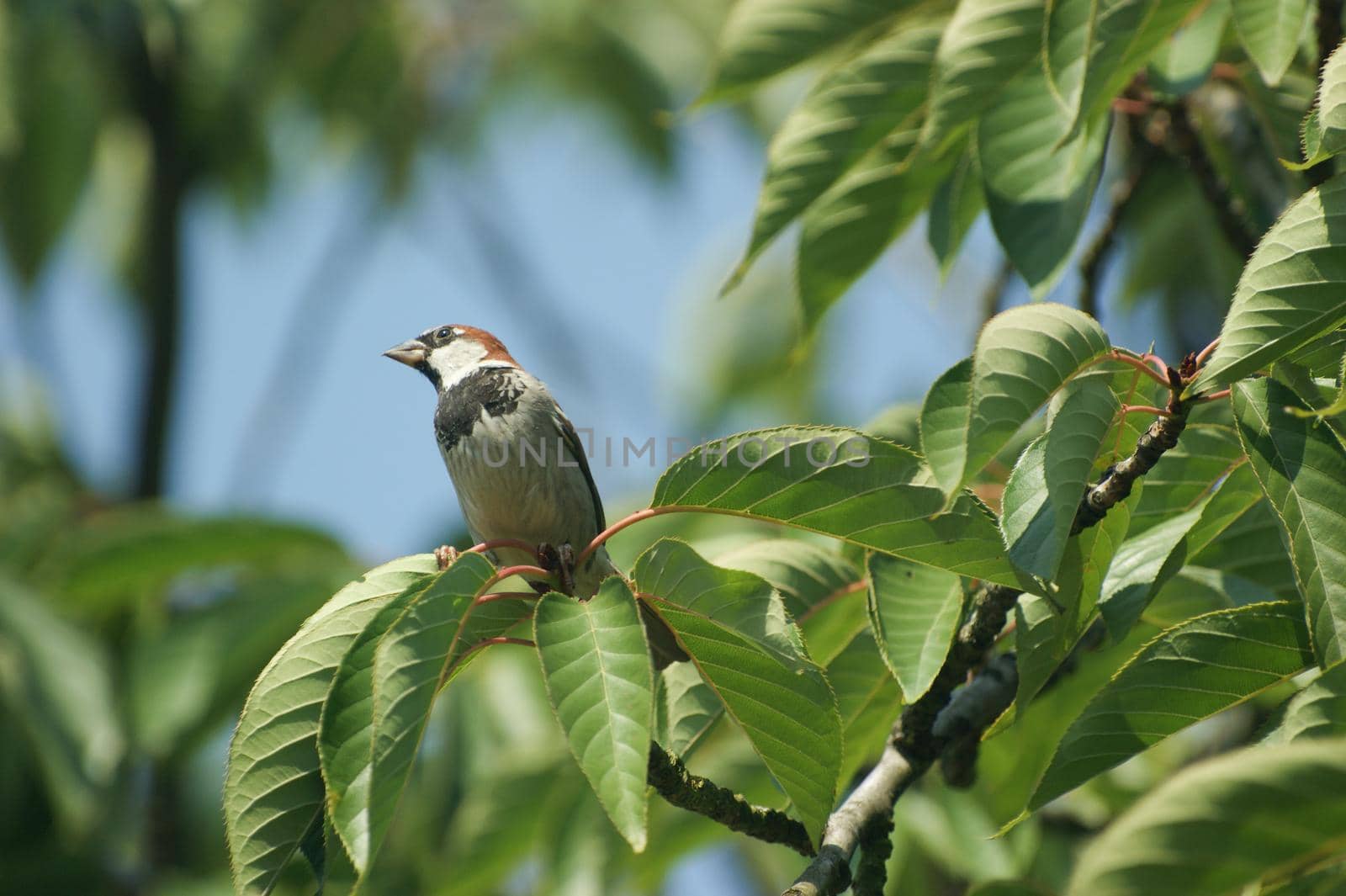 a Common sparrow ( passer domesticus ), male , close up in a tree sitting on a branch in the sunlight with a blue sky