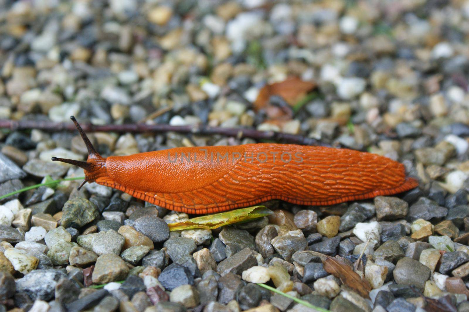 A Giant red roadside slug, spanish slug, shell-less terrestrial gastropod mollusc seen from aside sliding over a path with small shingles by LeoniekvanderVliet