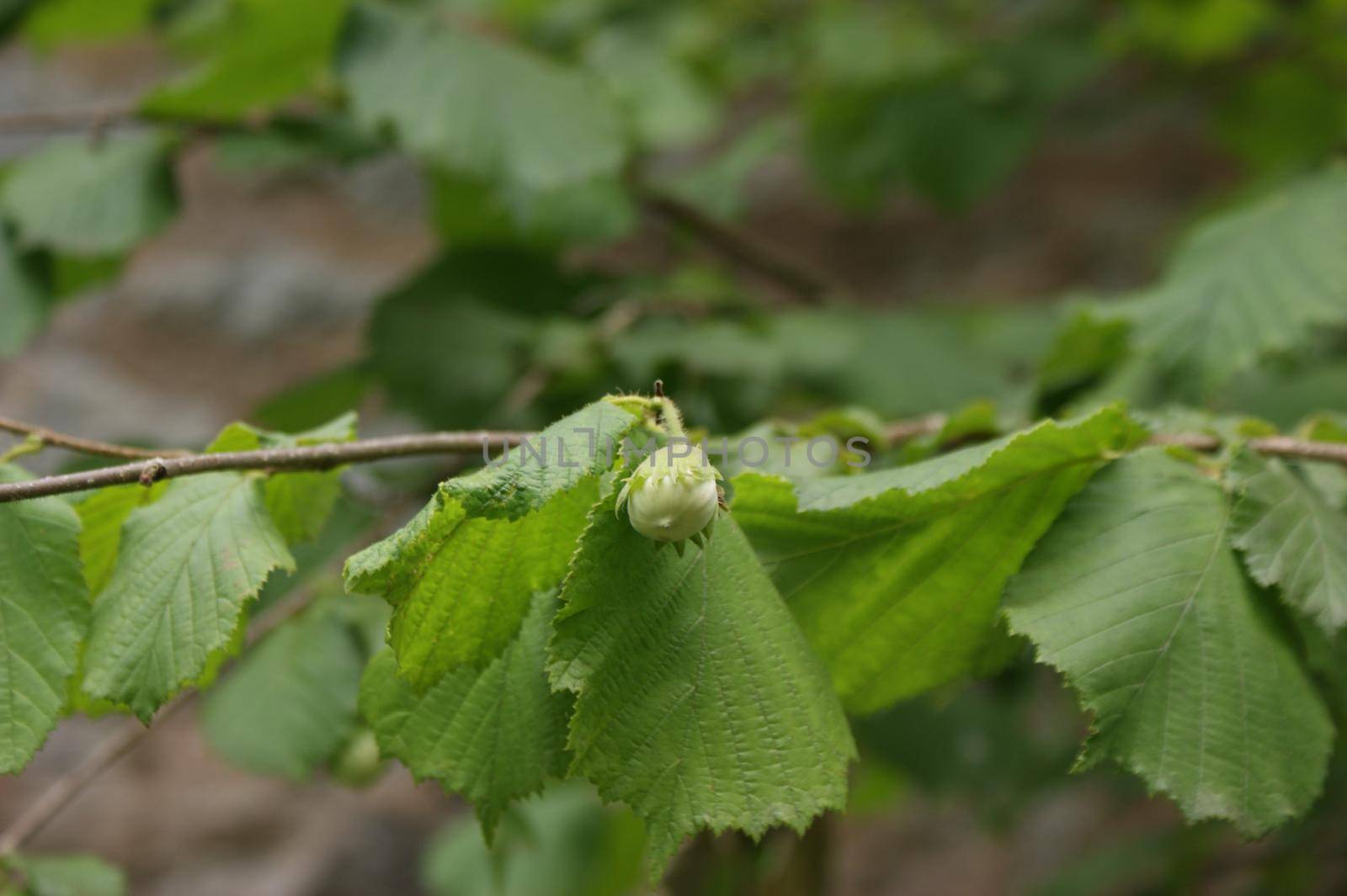 Wild unripe hazelnuts growing on a branch of a hazelnut bush tree with green leafs in the summer