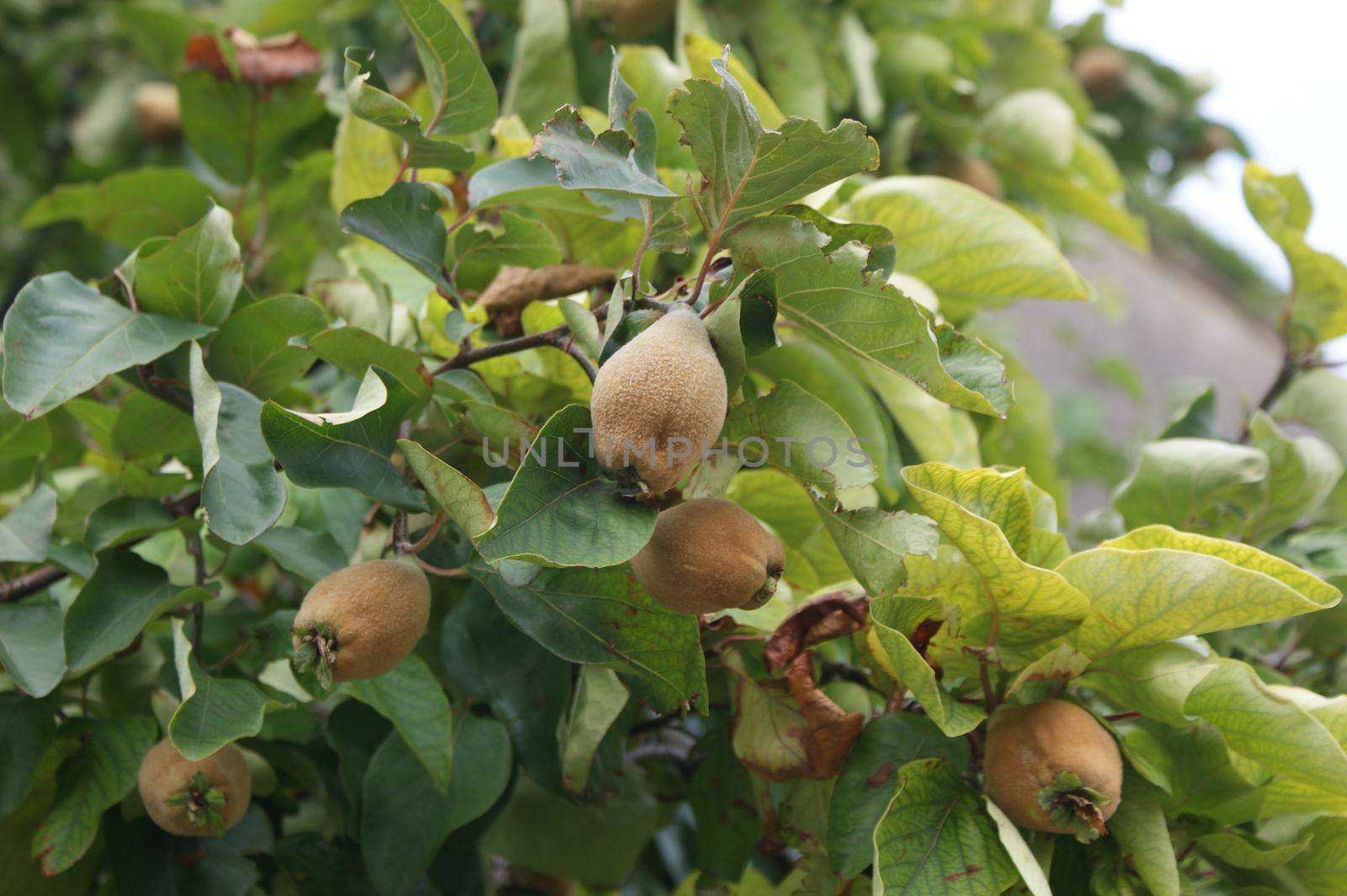 Close up of Branches with immature quince fruit ( cydonia Oblinga Rosaceae ) with leafs and a blurry background in the sunlight in autumn