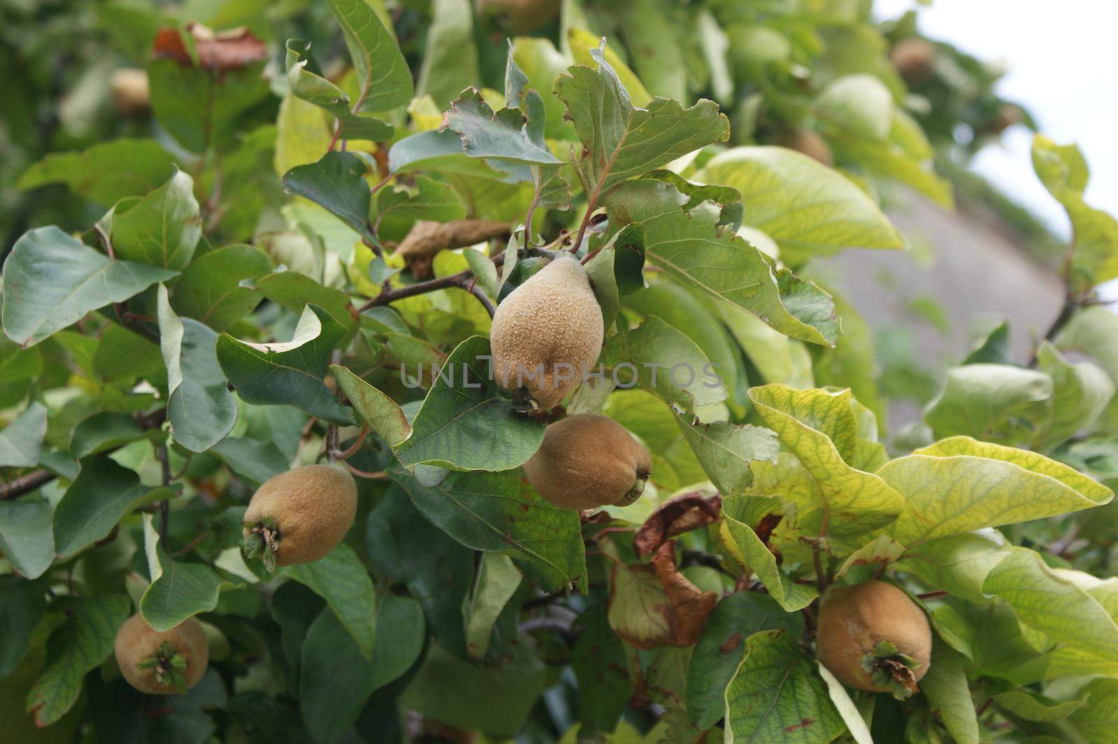 Branches with immature quince fruit ( cydonia Oblinga Rosaceae ) with leafs and a blurry background in the sunlight in autumn by LeoniekvanderVliet