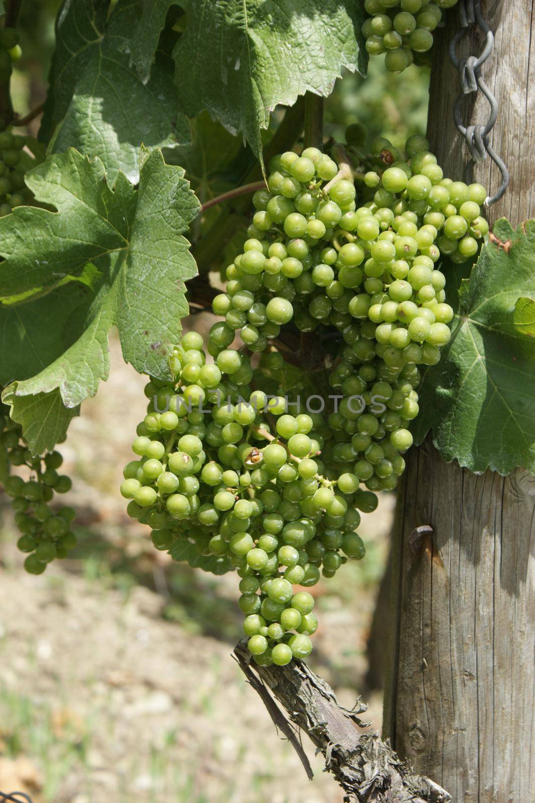 Unripe grapes in july on a hot summer day. A european blue grape variety growing on a private garden vine, a sunny day