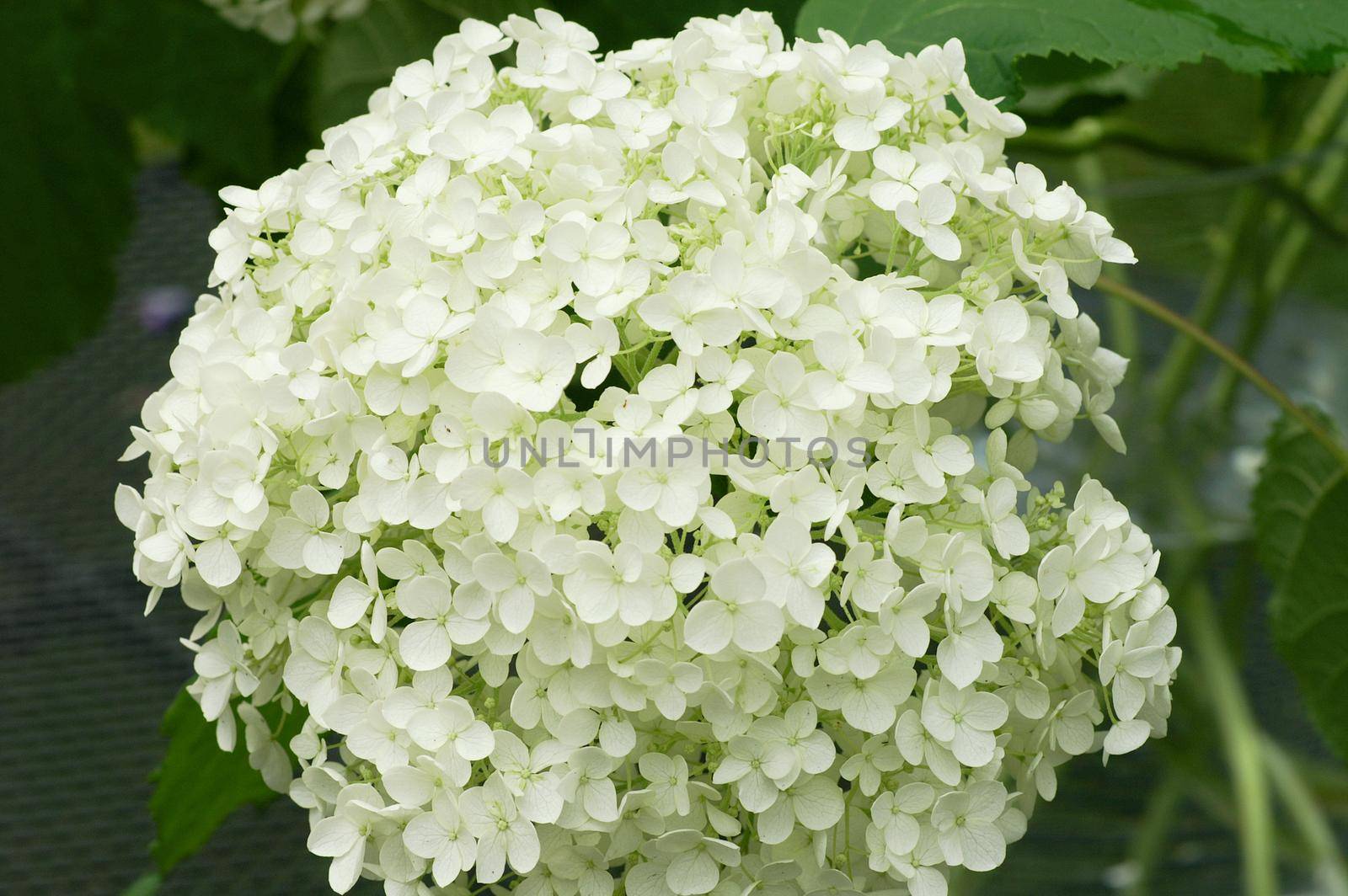 Hydrangea Annabelle. White hydrangea Annabelle blooming in garden, close up seen from above, with green leafs