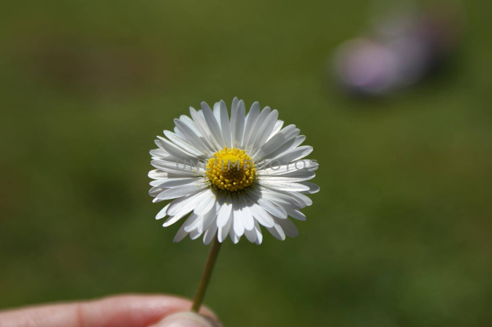 Small daisy held in a hand with a green grass bokeh background in summer