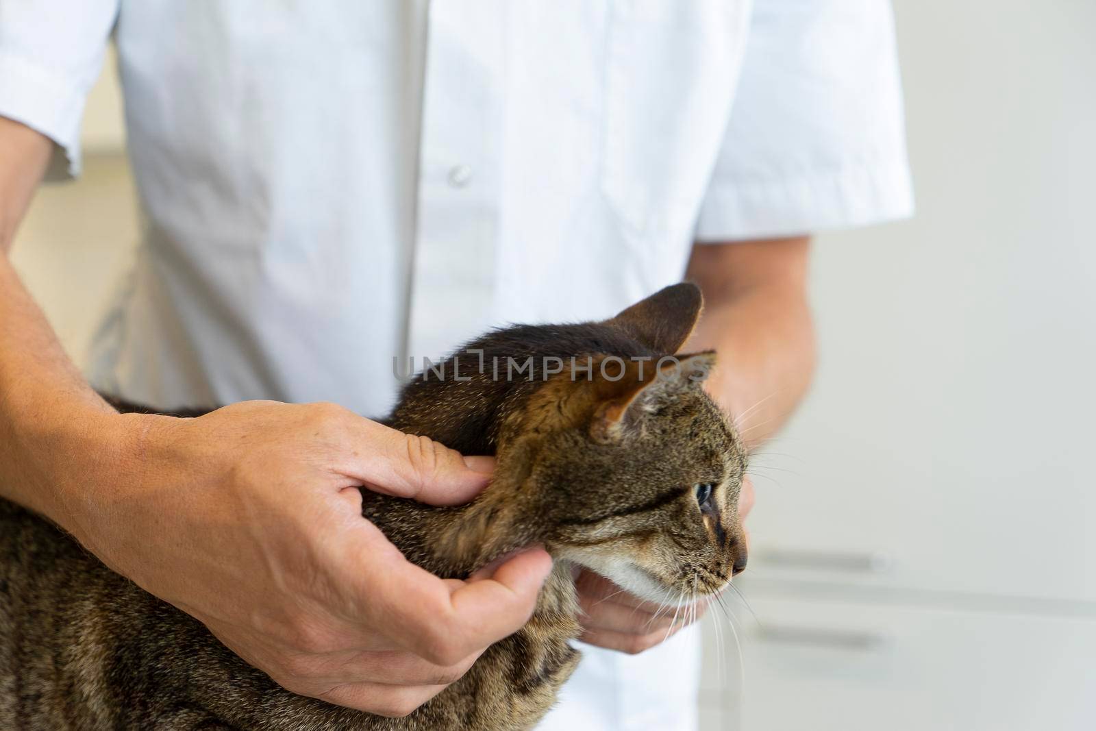 Tabby cat being examinated in his neck by an unrecognizable veterinarian squeezing his glands close up