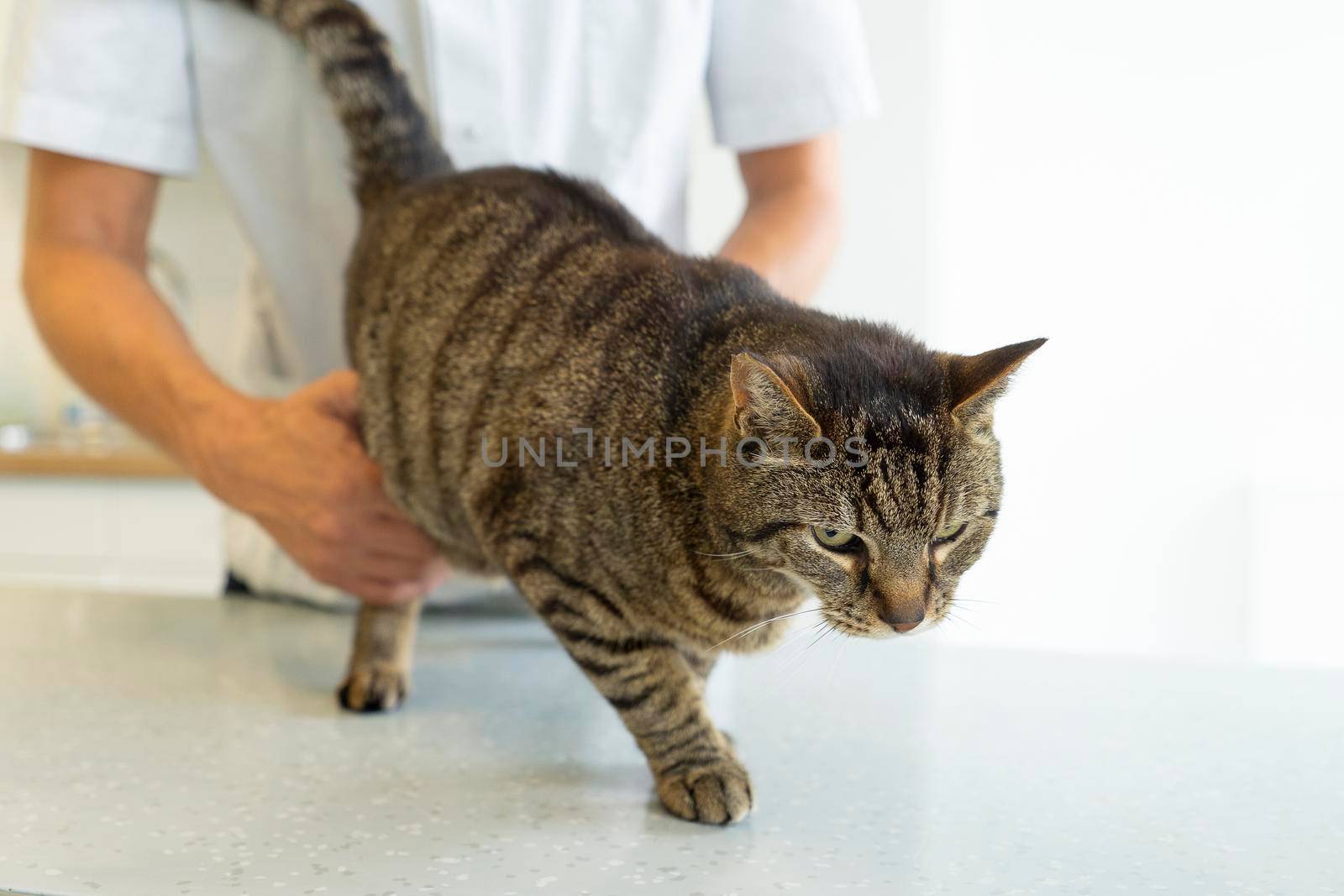 Tabby cat being examinated by an unrecognizable veterinarian who checks his hind paws, cat looks disturbed