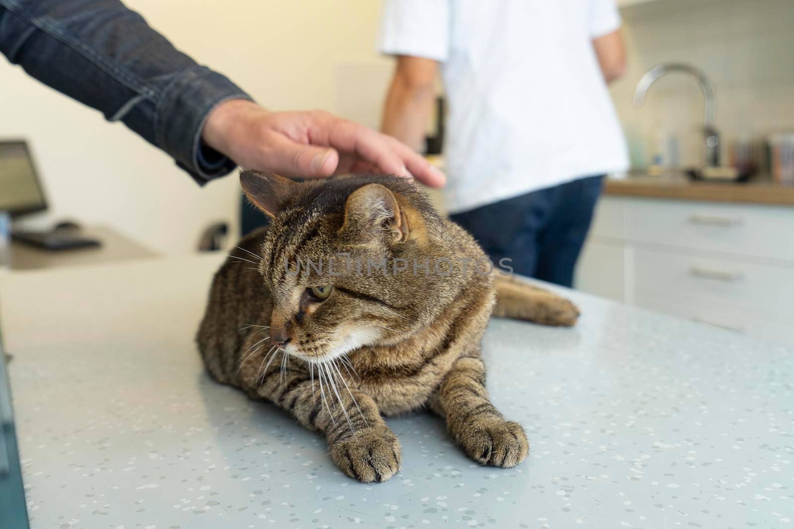 Tabby cat being caressed and comforted by his owner at the clinic with an unrecognizable veterinarian in the background by LeoniekvanderVliet