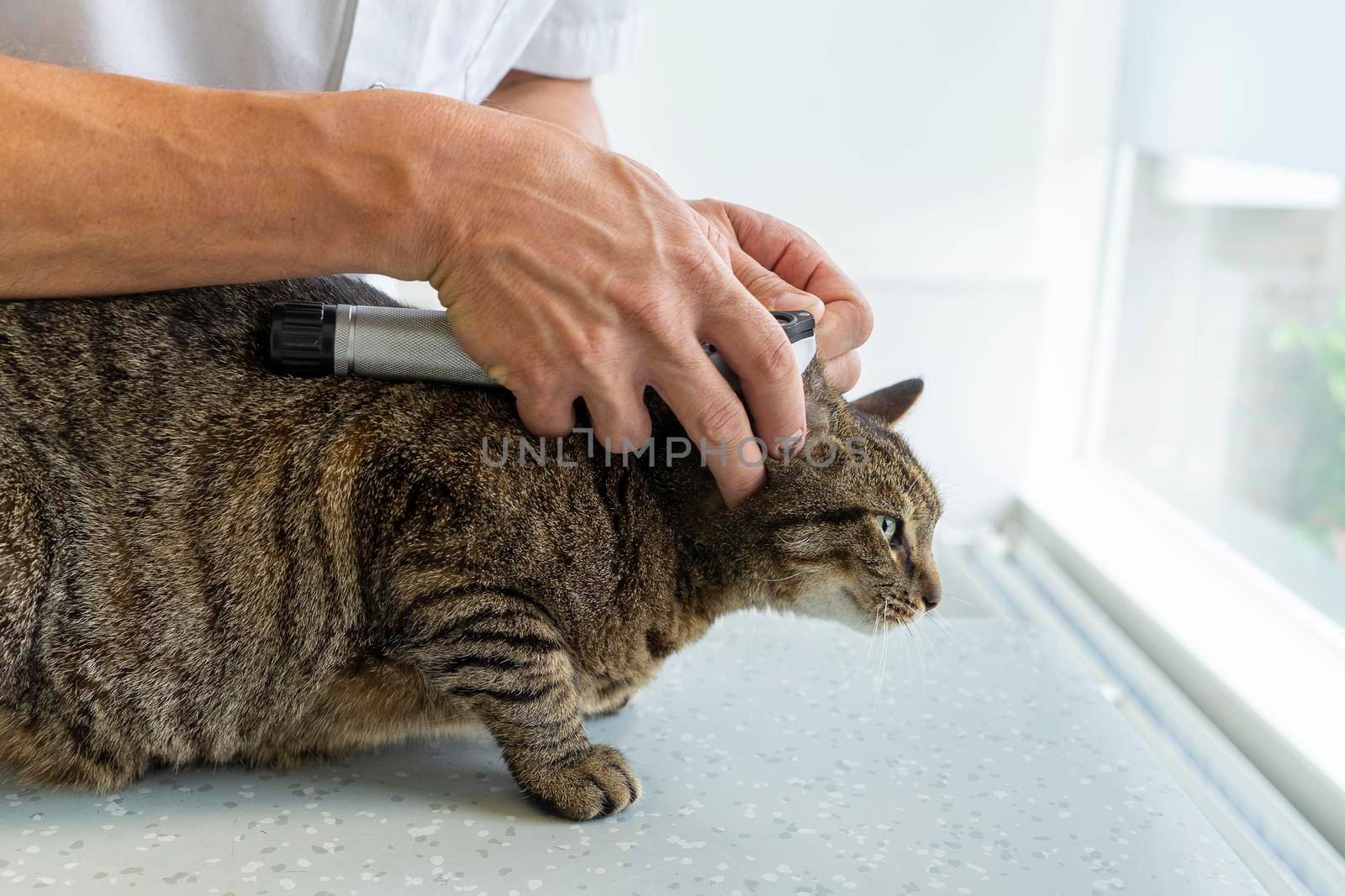 Tabby cat being examinated in her ears by an unrecognizable veterinarian by LeoniekvanderVliet