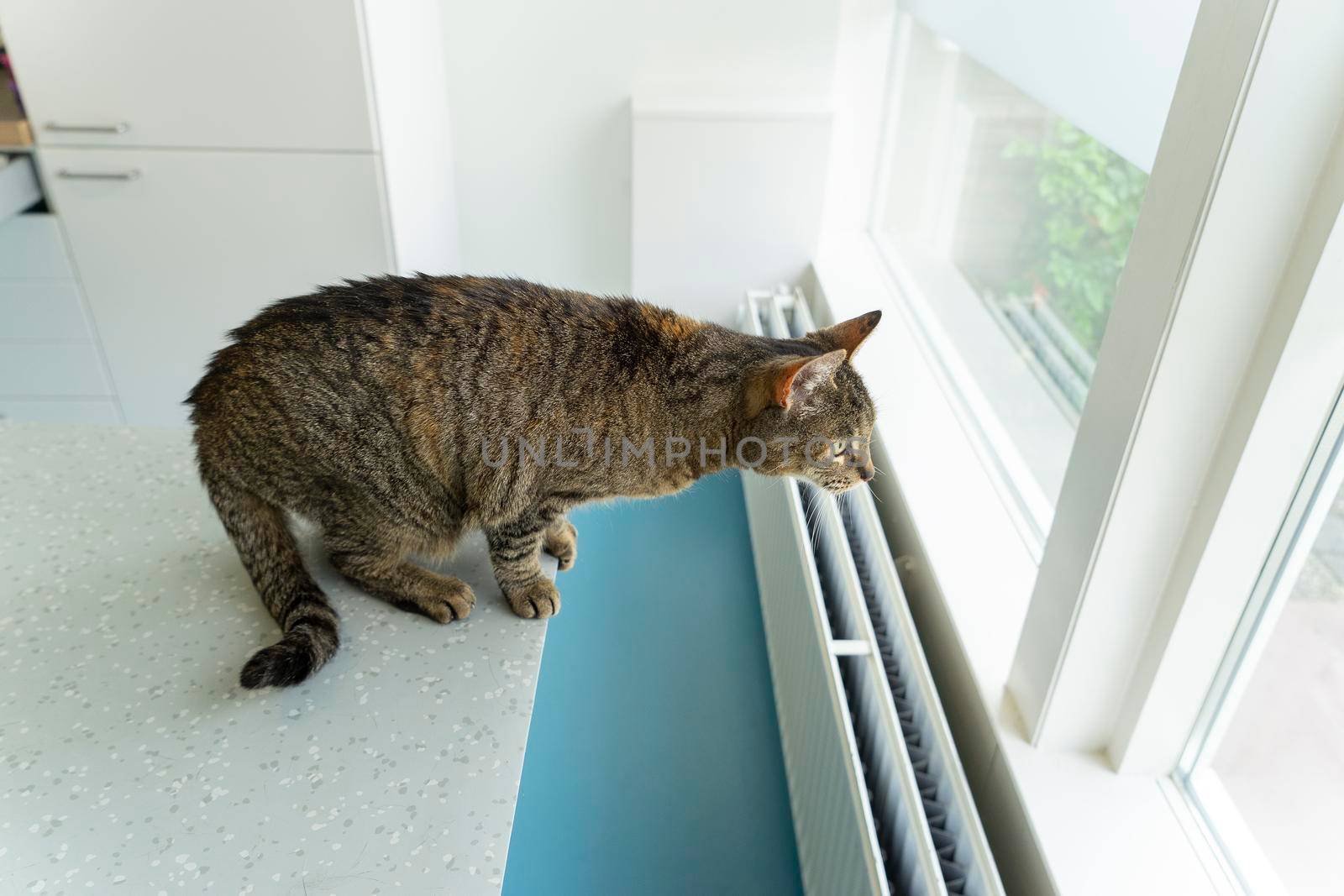 Tabby cat sitting at an examination table at a veterinarian clinic looking out the window trying to escape